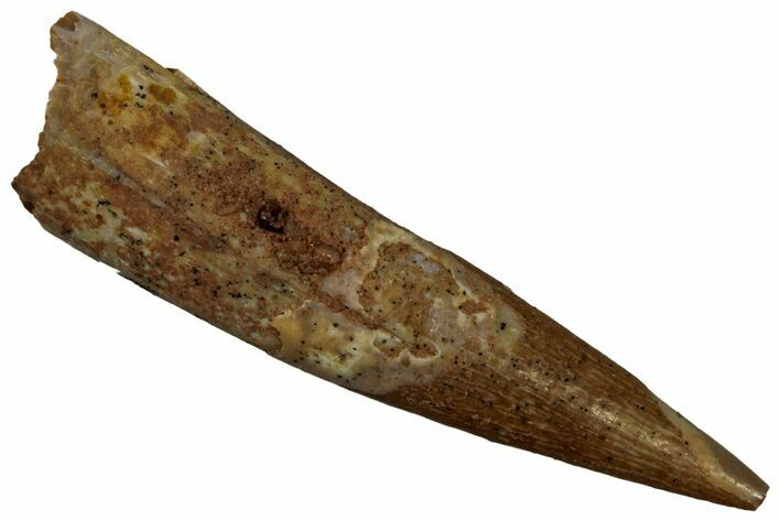 Fossil Pterosaur (Siroccopteryx) Tooth - Morocco #296997